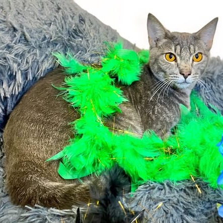 Photo of HONEYDEW