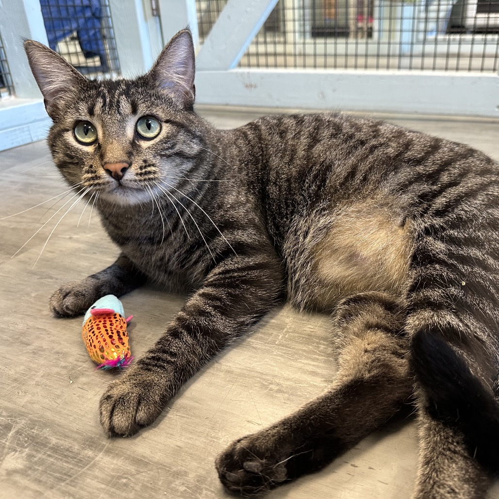 Scamper - Domestic Shorthair