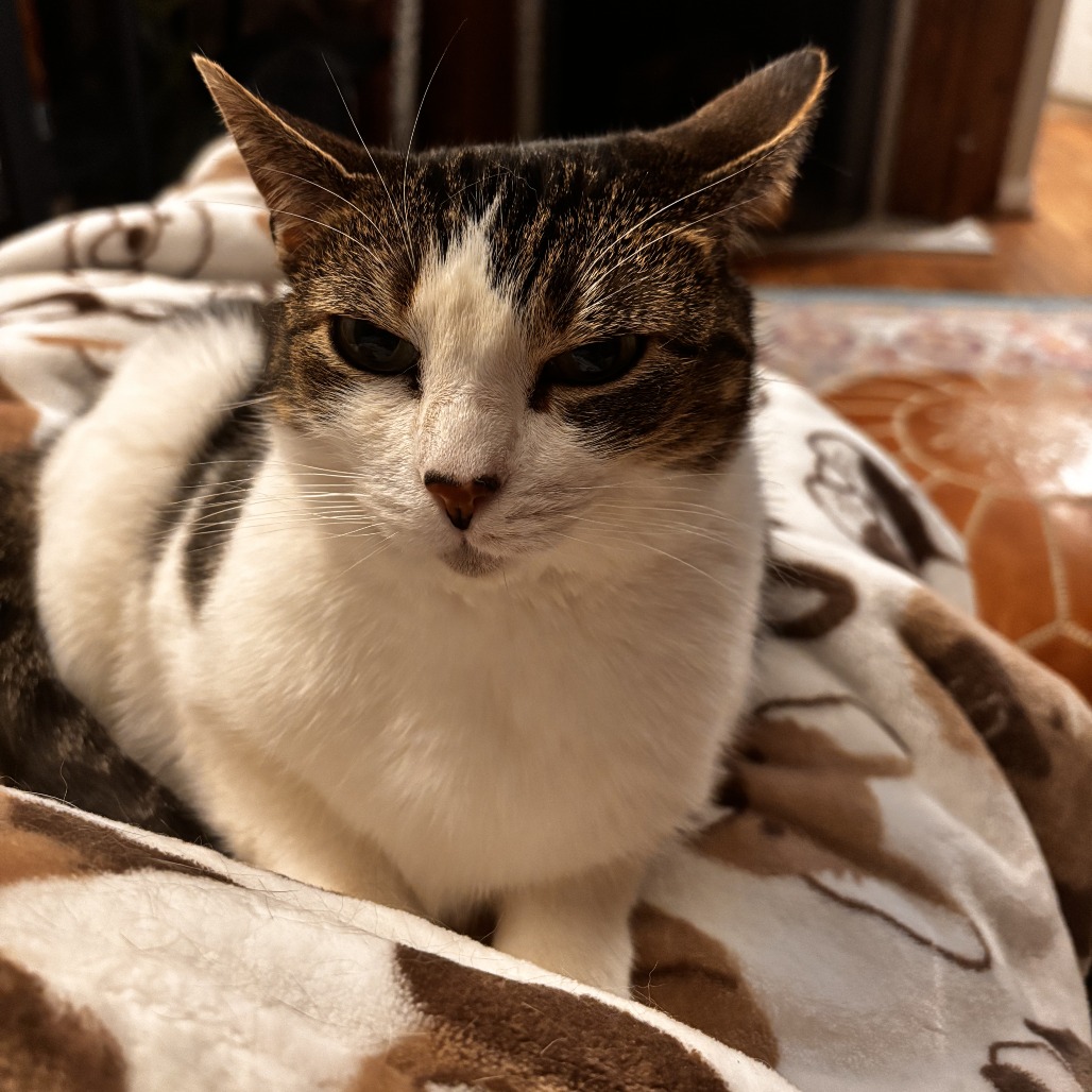 Nala, photo 4
