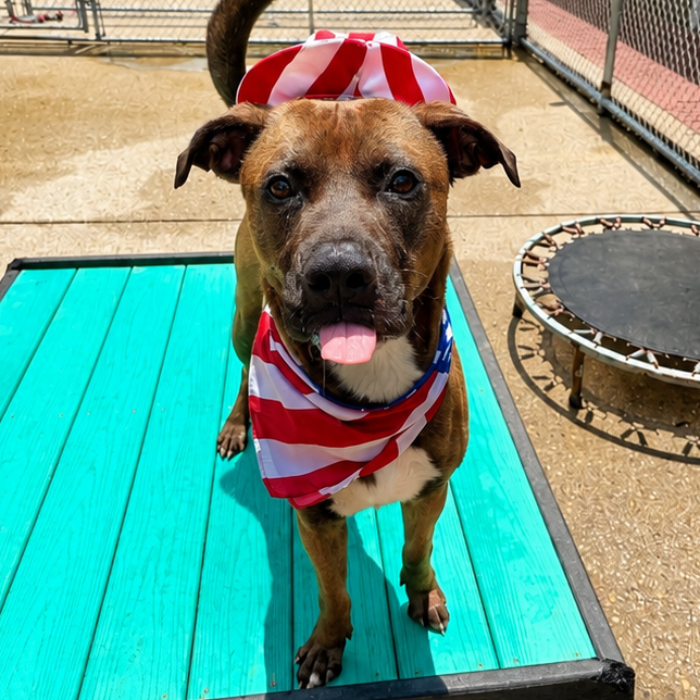 Sable aka Tank, photo 6