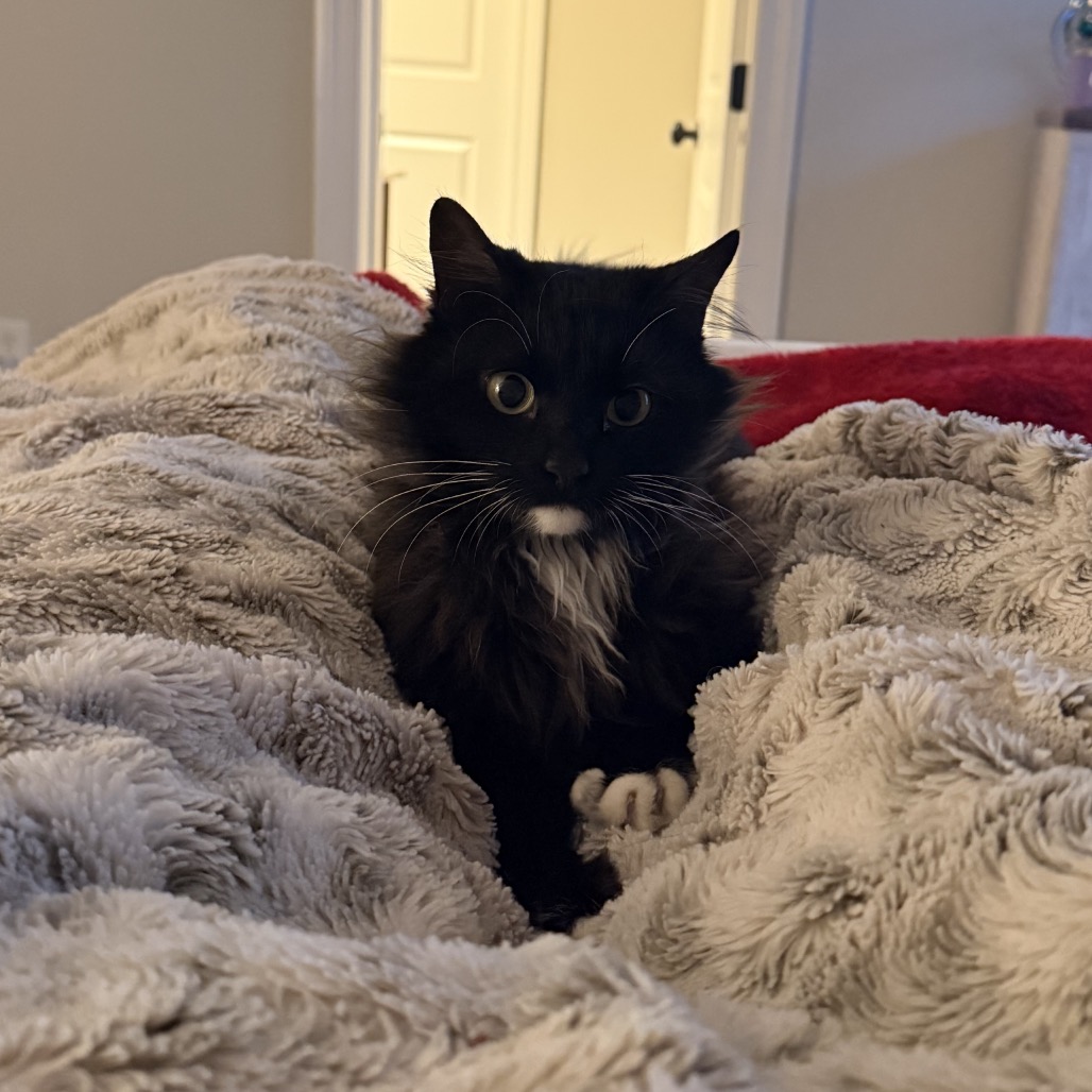 Anastasia — thumbnail 2