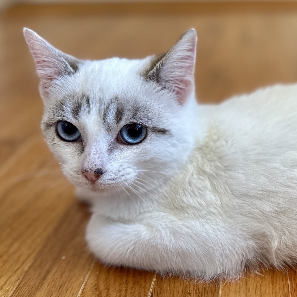 Quicksilver — thumbnail 10