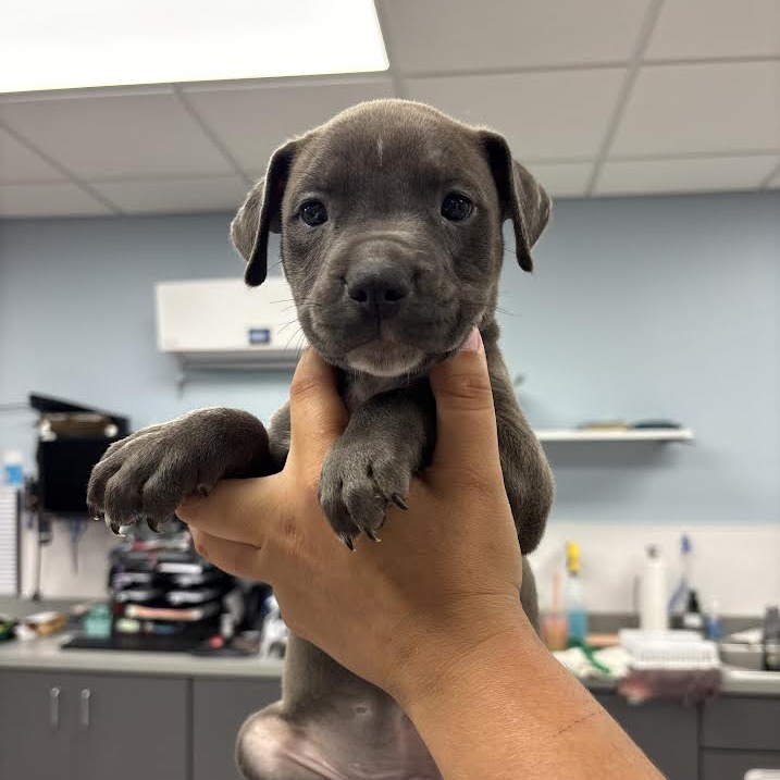 FRANK - Terrier / Mix available for adoption