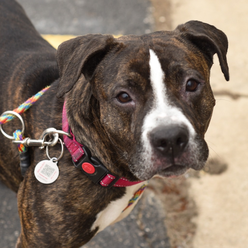 Black Beauty-Foster, photo 16