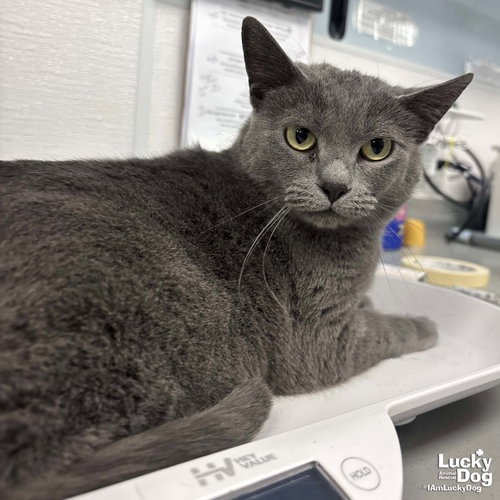 GRACIE - Domestic Shorthair available for adoption