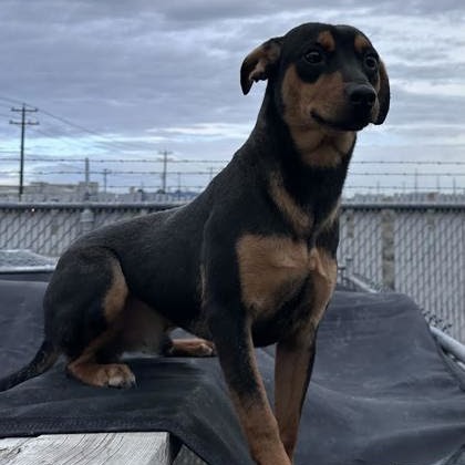 Sebastian
