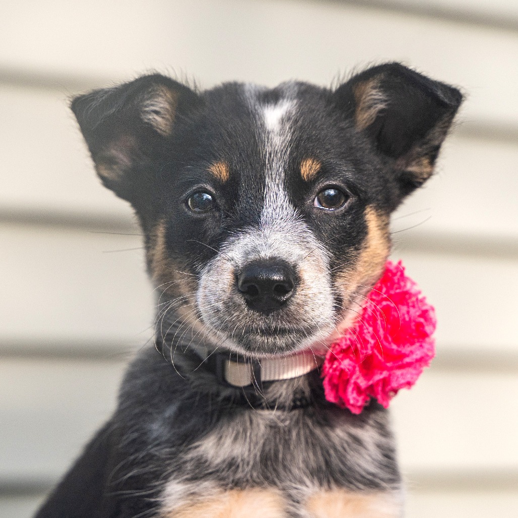 Elsa