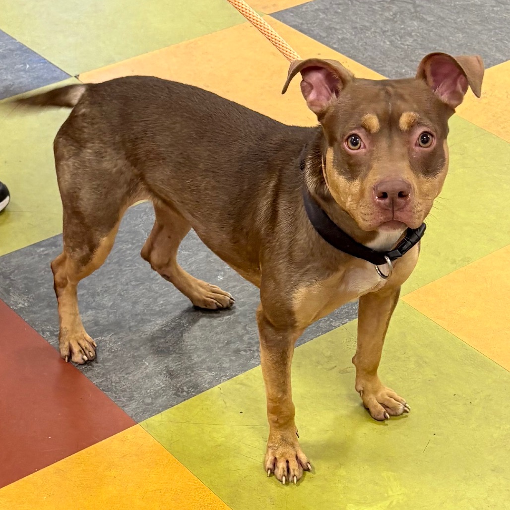 Nori — thumbnail 2