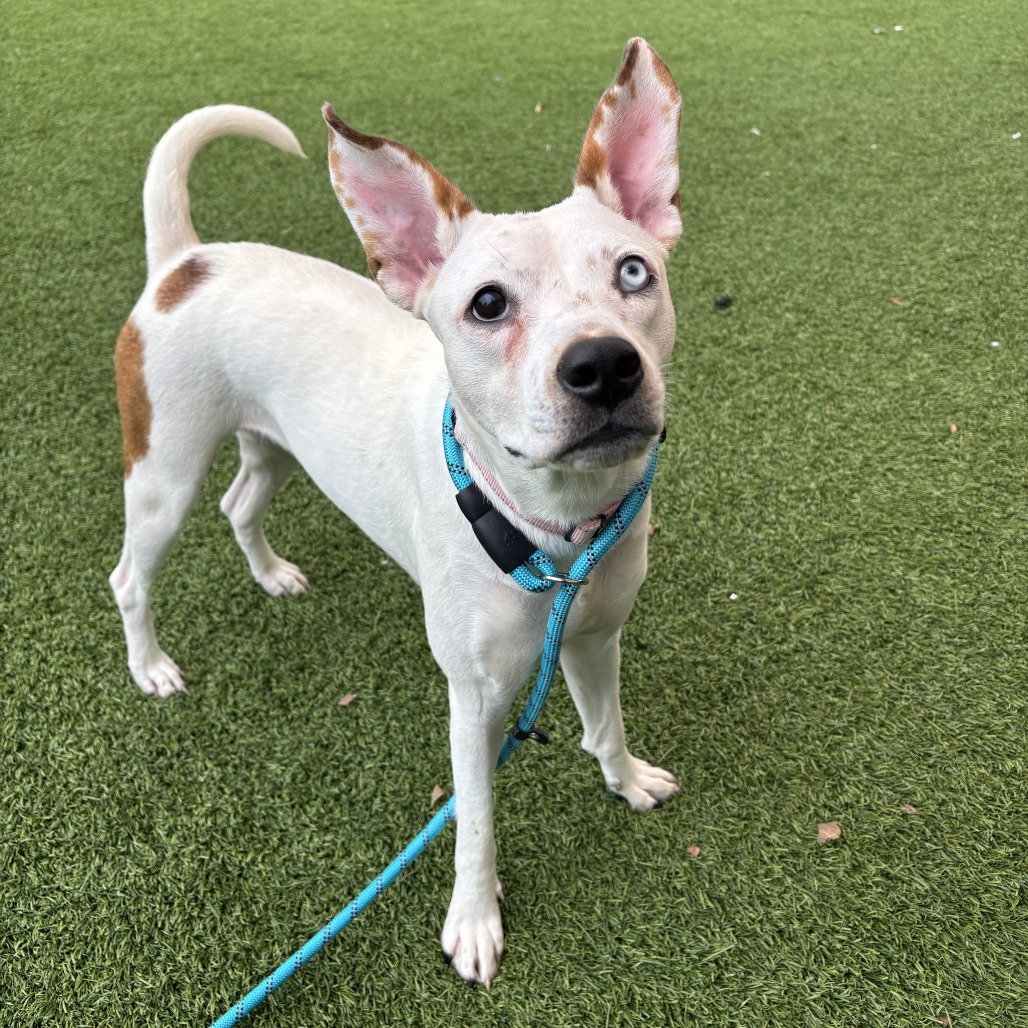 CHARLOTTE - Mixed Breed (Medium) available for adoption