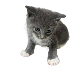 Tusc Stray 81388 2 3