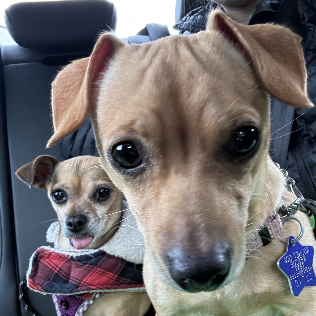 Little Bit — thumbnail 4