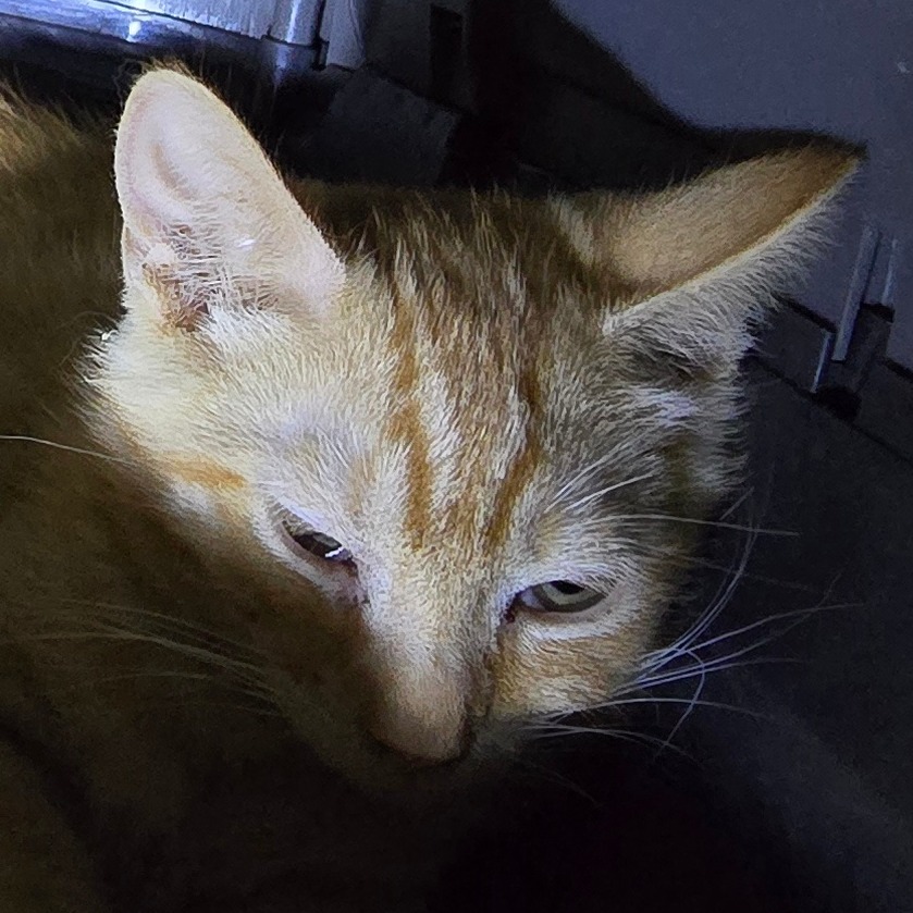 FINN - Domestic Shorthair available for adoption