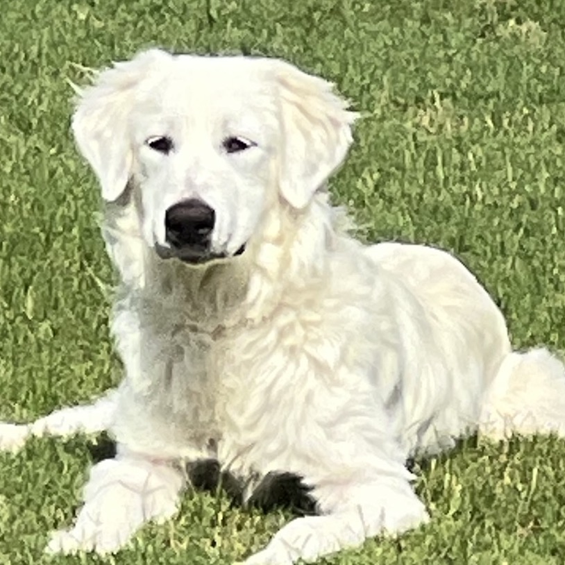 Jude