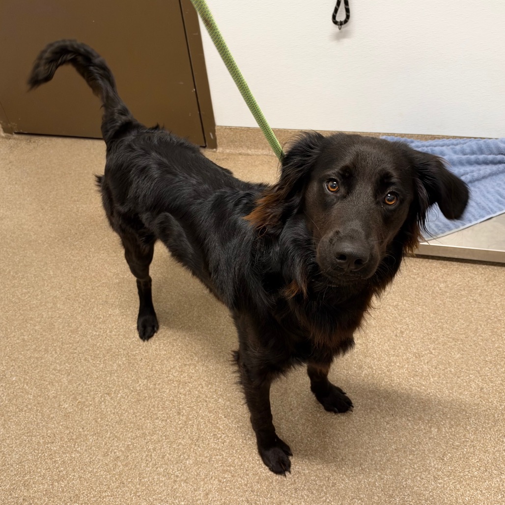 BARRON - Retriever, Flat-Coated / Mixed Breed (Medium) available for adoption