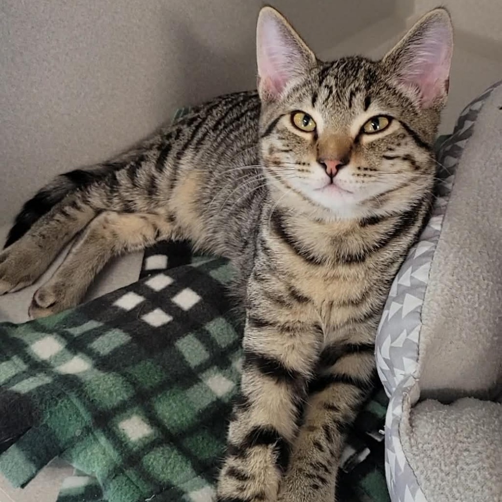 LUFFY - Domestic Medium Hair available for adoption