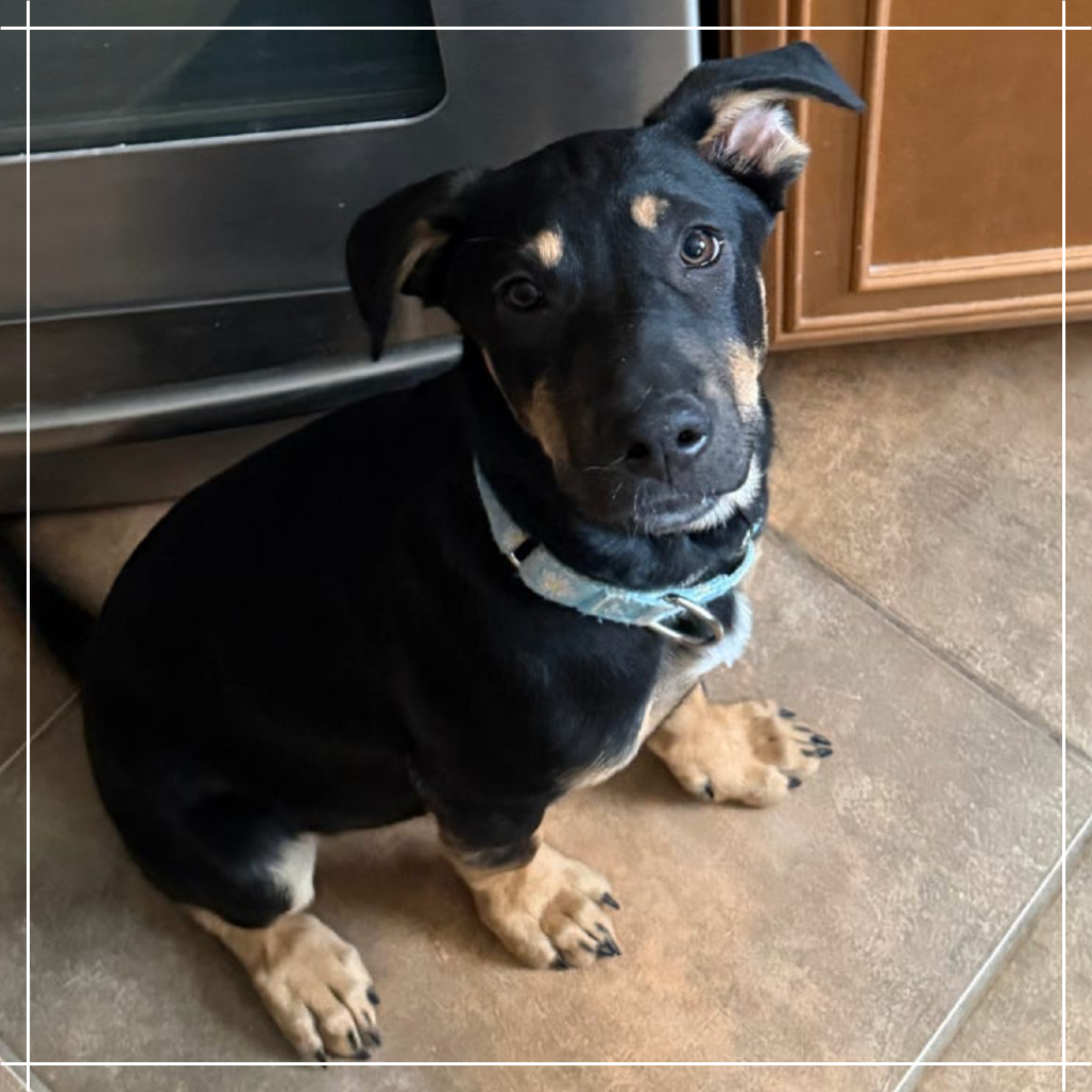Adopt - Pound Puppyz - Arizona Foster Only Dog Rescue