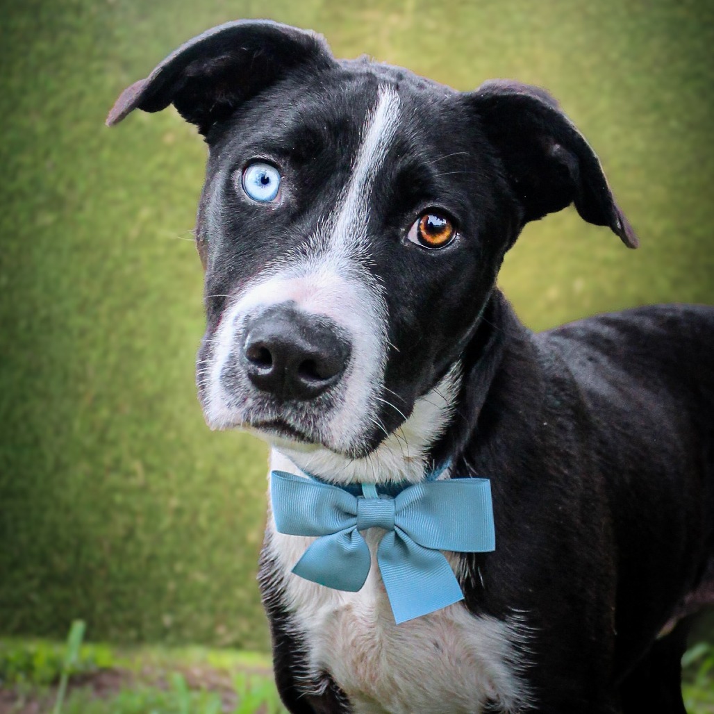 Beaker, an adoptable dog at SPCA-BC