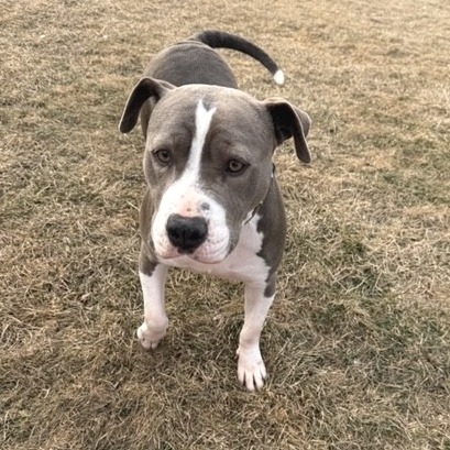 Cheyenne, photo 5