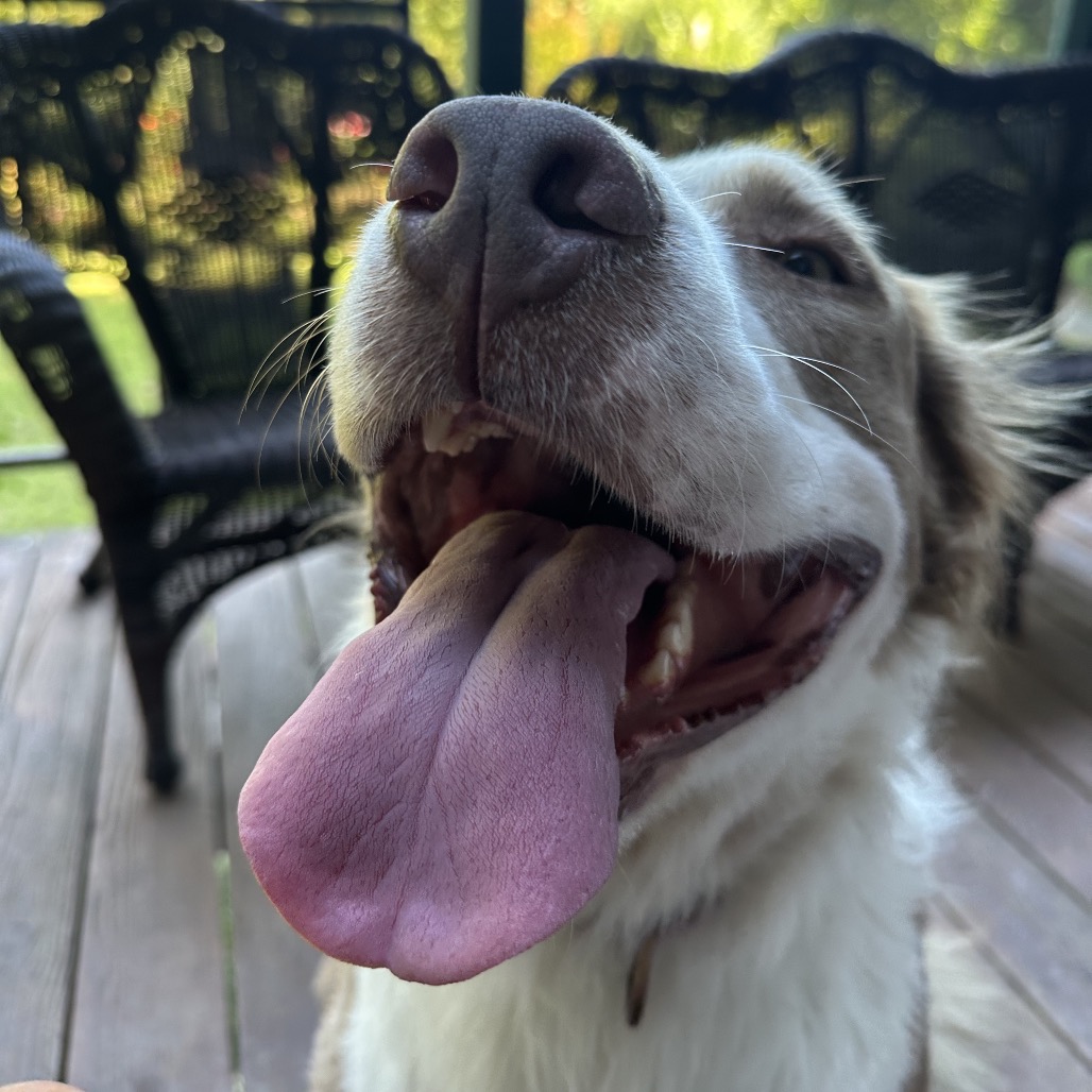 TOBY, photo 28