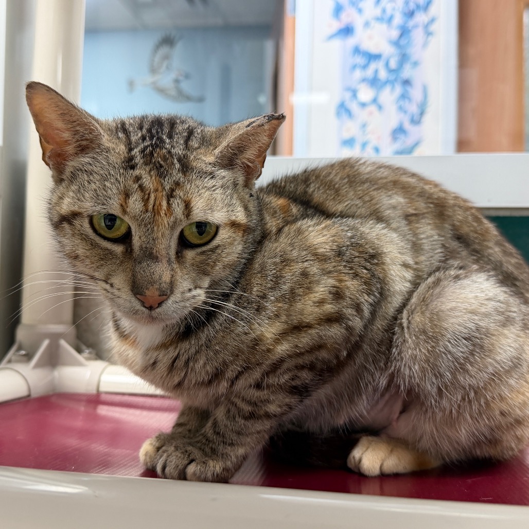 LUBBY - American Shorthair available for adoption