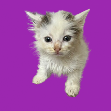 Tusc Stray 82180