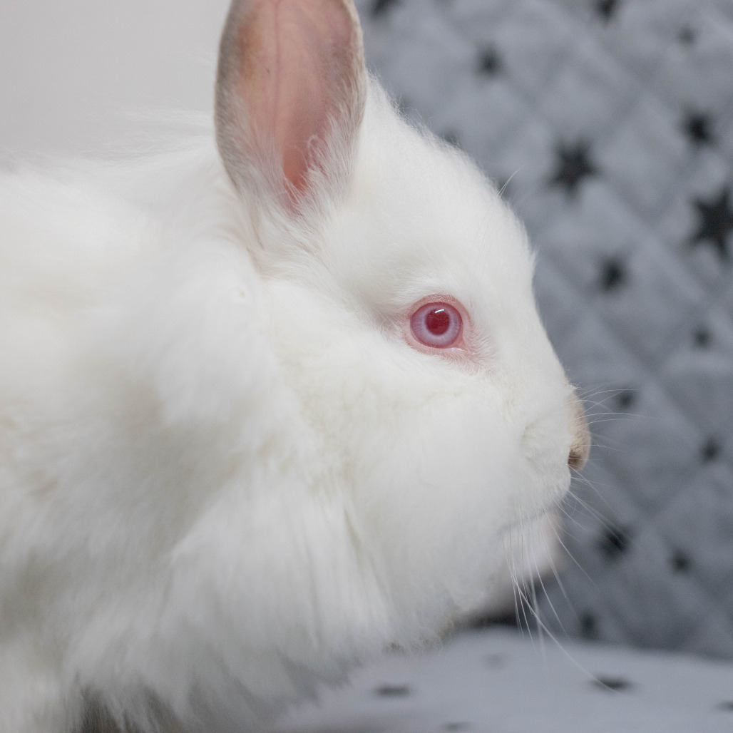 Shiro, photo 8