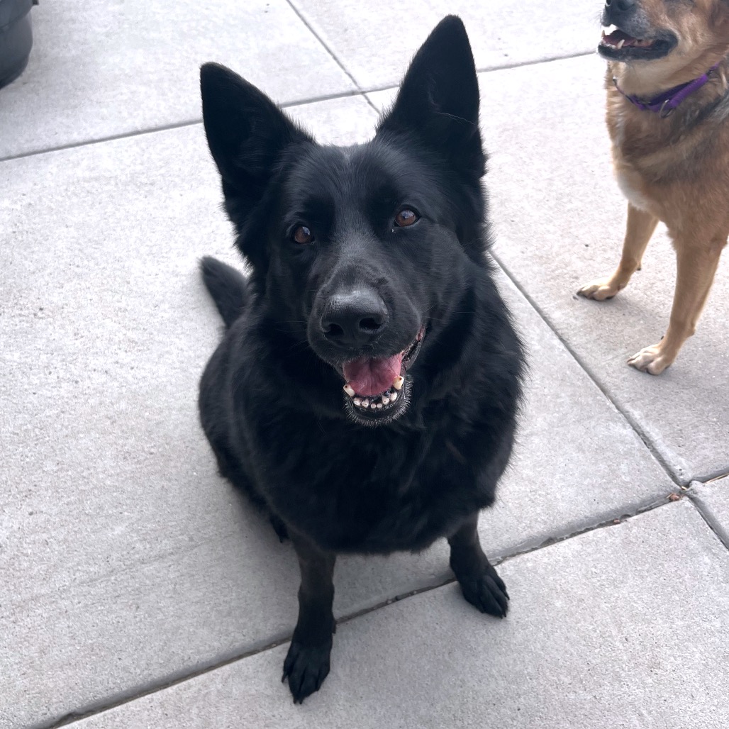 Riley, photo 6