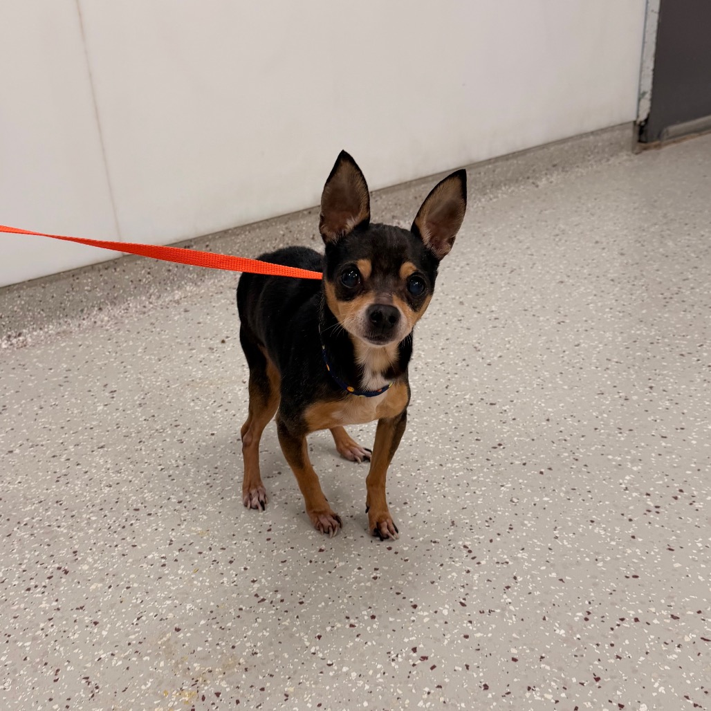 Papa John — thumbnail 6