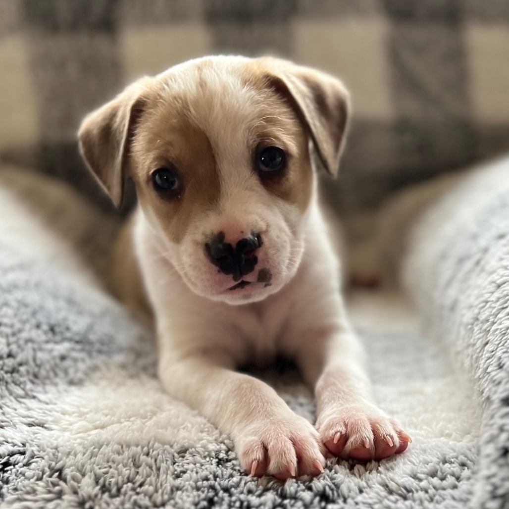 Misty's Pup- Bruiser — thumbnail 3