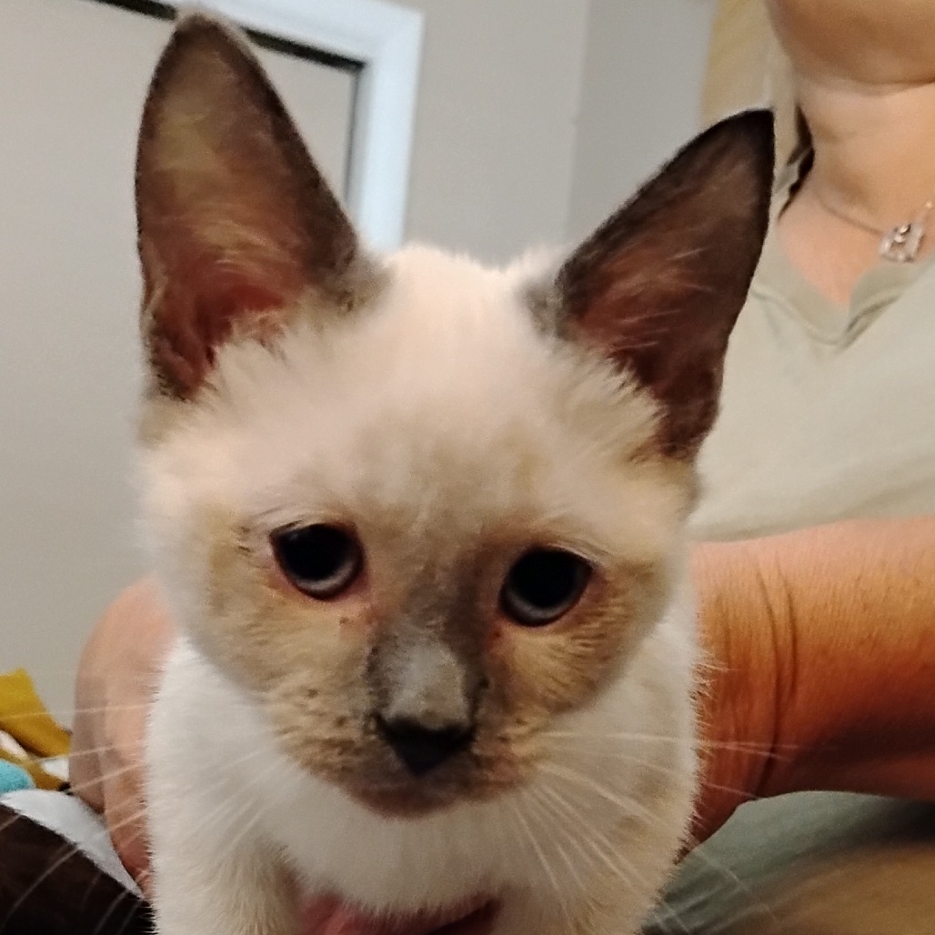 LATTE - Domestic Shorthair available for adoption