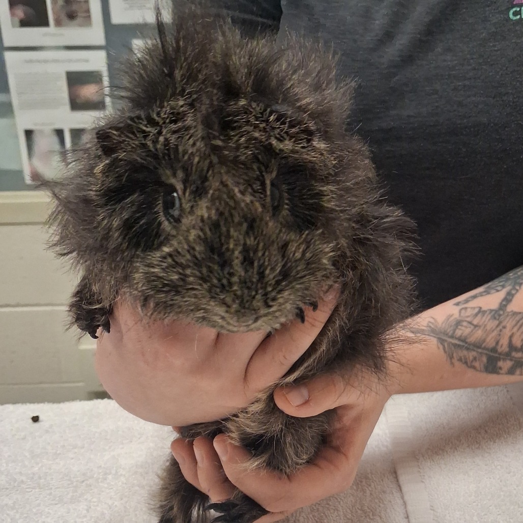 Critter, photo 2