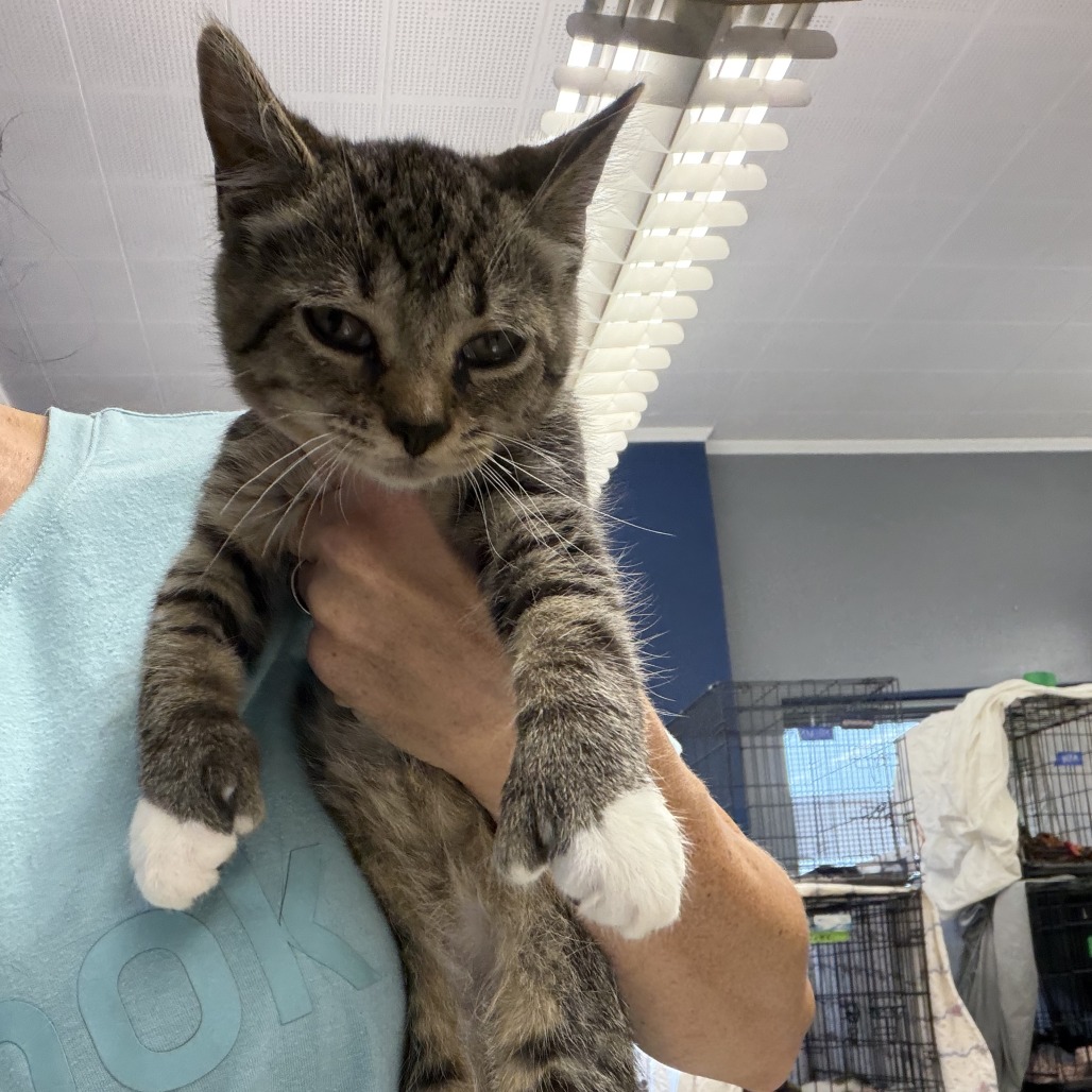 POOKIE - Domestic Shorthair available for adoption