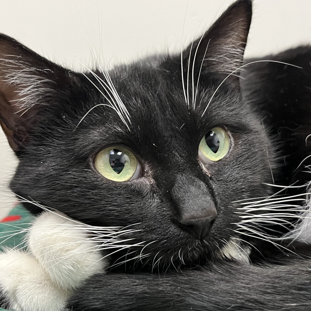 BURBERRY - Domestic Shorthair available for adoption