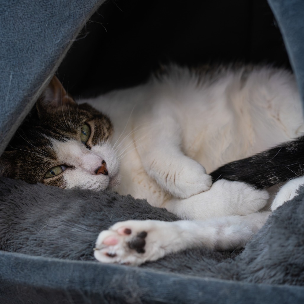Nala, photo 9