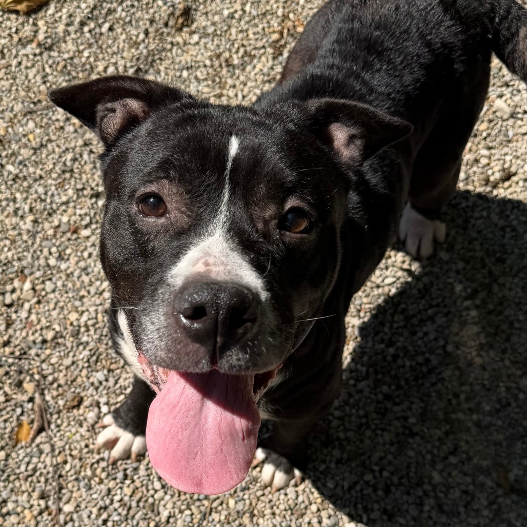 MONET - Terrier / American Pit Bull for adoption in Dayton