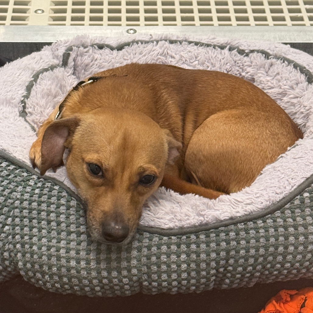 Silk — thumbnail 4