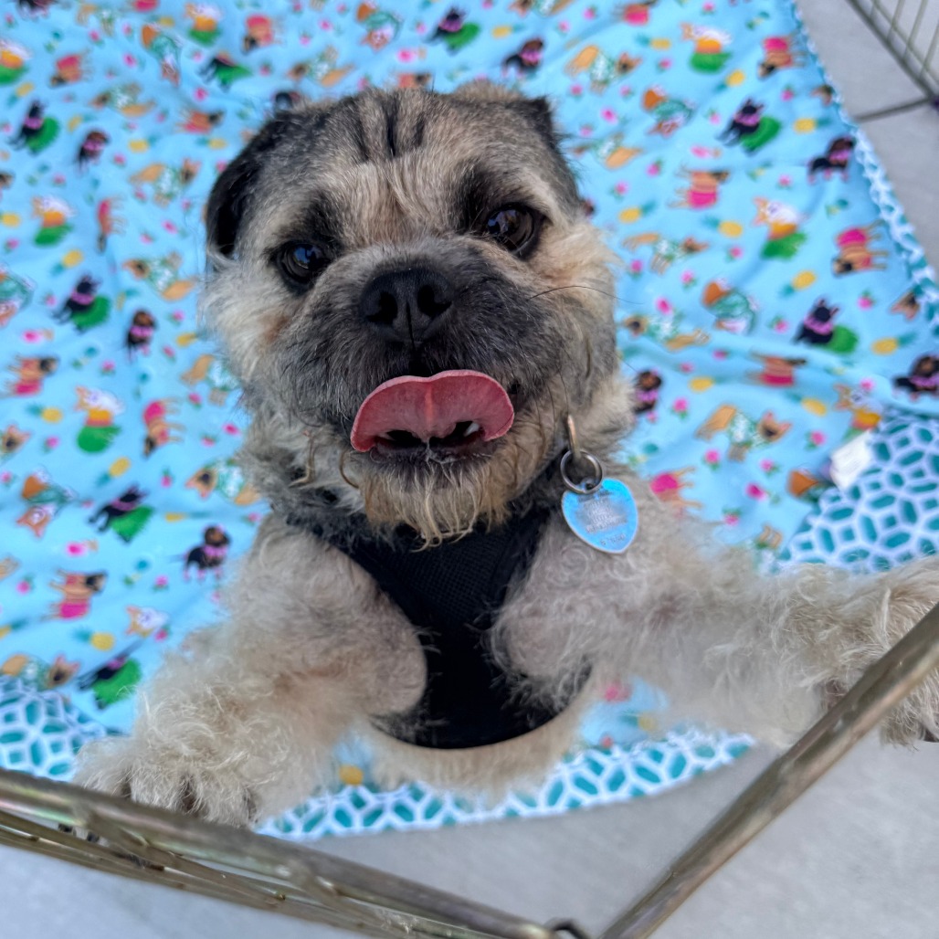 Bruiser, photo 4