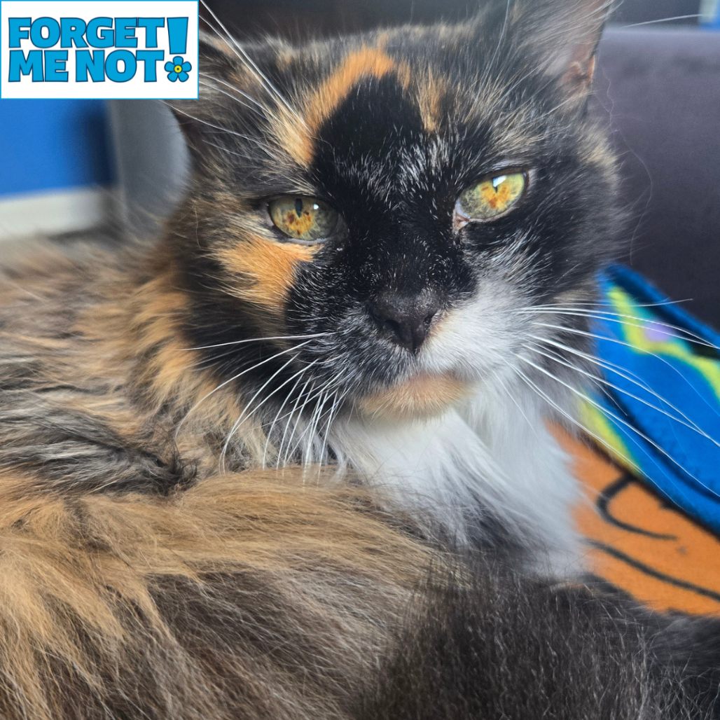 GIGI - Domestic Medium Hair for adoption in Baltimore