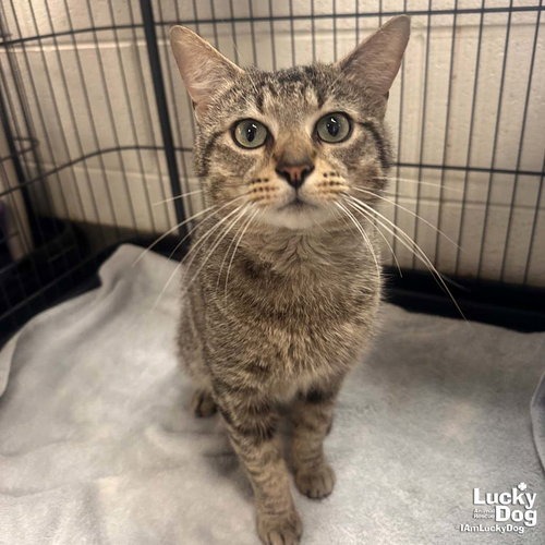 DAVE THOMAS - Domestic Shorthair available for adoption