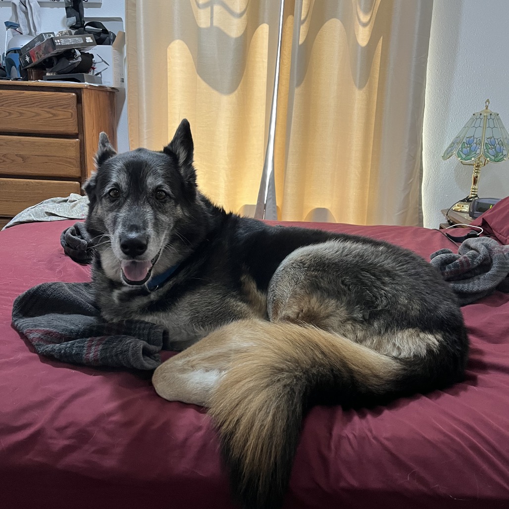 Lucky - German Shepherd for adoption in Washington