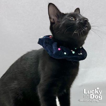 ELMER - Domestic Shorthair available for adoption