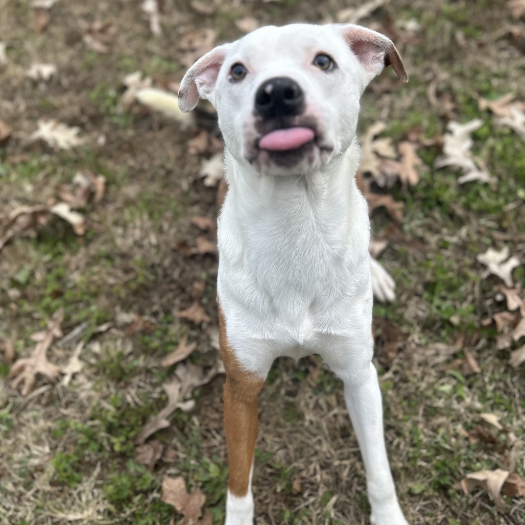 Shiloh — thumbnail 5