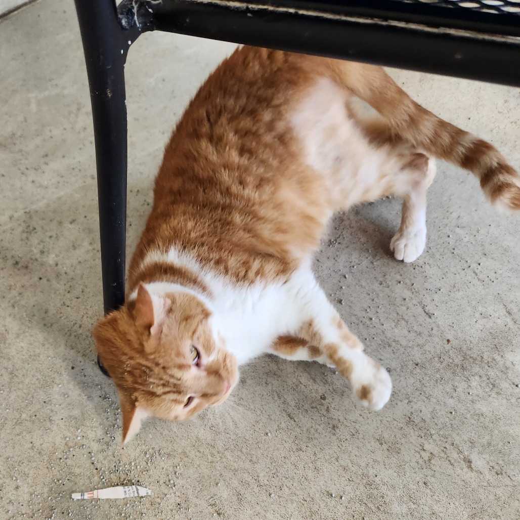 Fanta — thumbnail 4