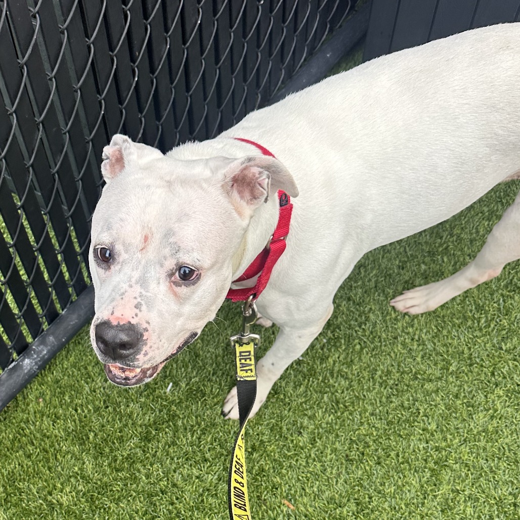 Photo of Betty White 4