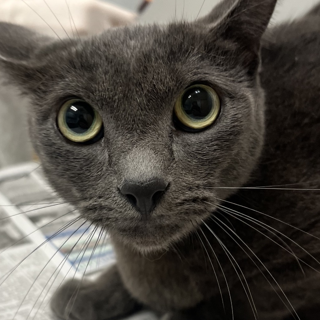 LITTLE BIT - Domestic Shorthair available for adoption