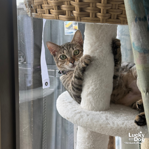 MICHU - Domestic Shorthair / Mix available for adoption
