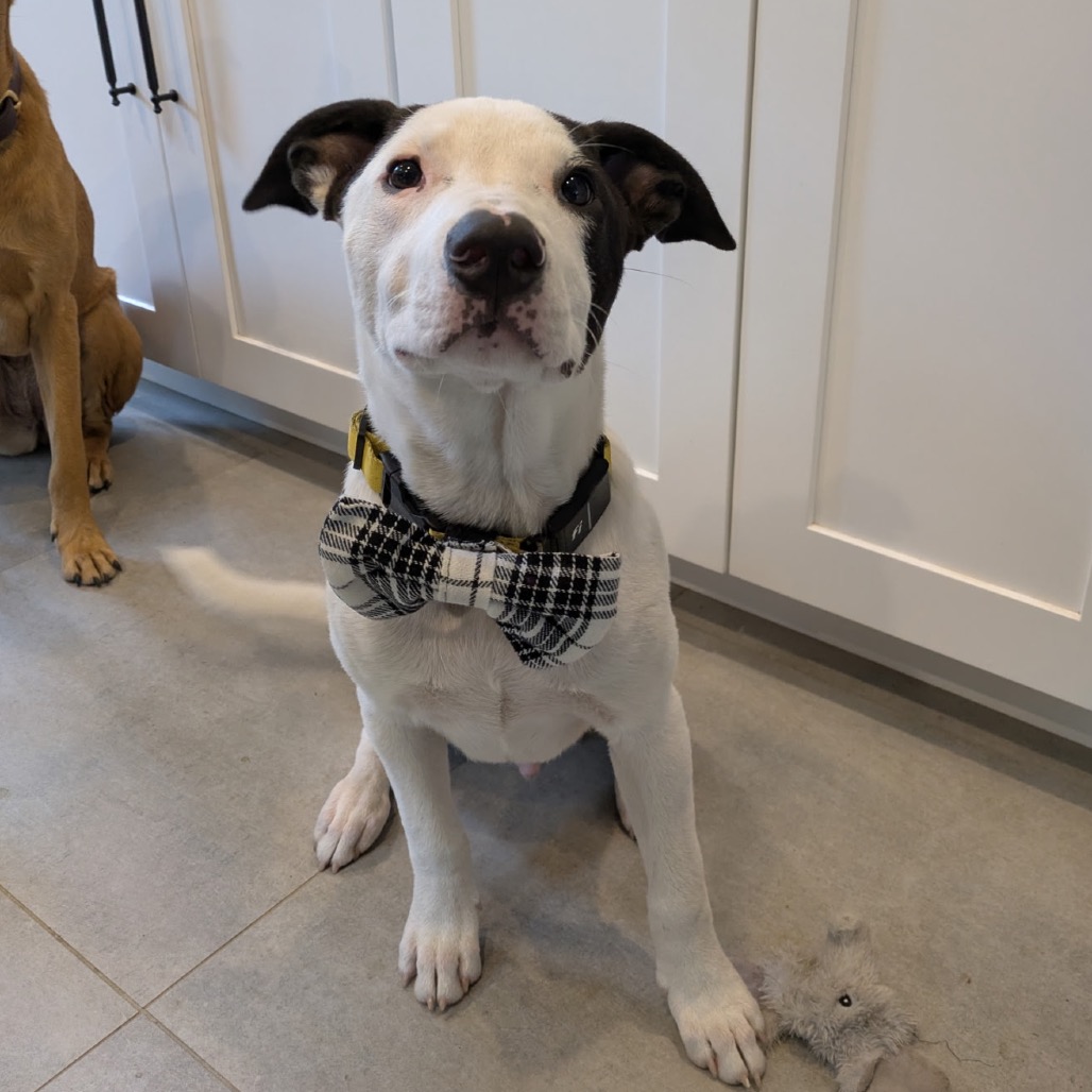 NY Freckles (Foster in Brewster NY)