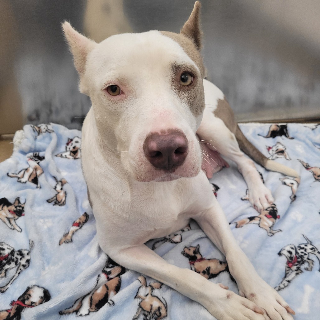 Photo of Sally, a dog adopted from Gulf Coast Humane Society