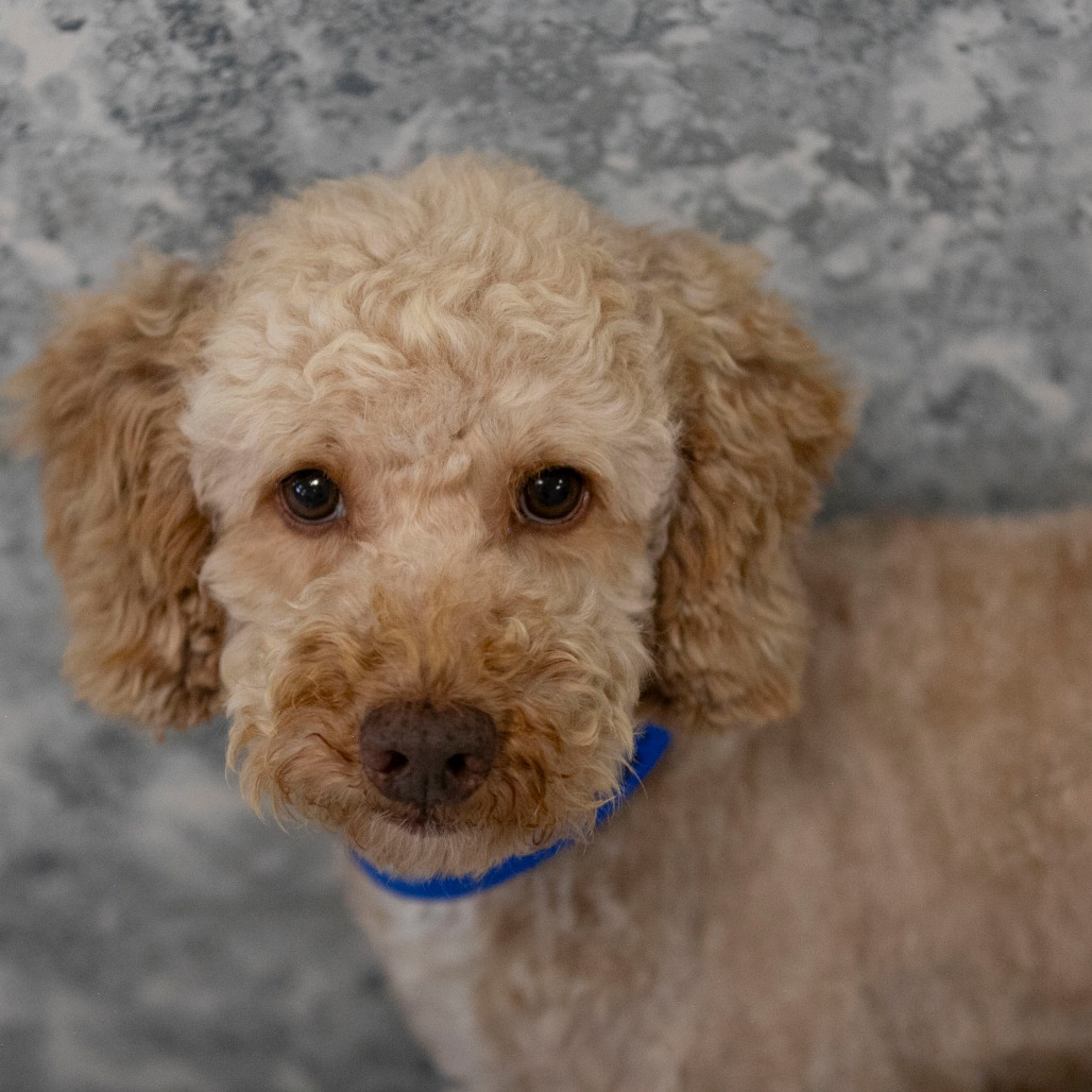 EVERETT (JY26-47) - Poodle / Poodle available for adoption