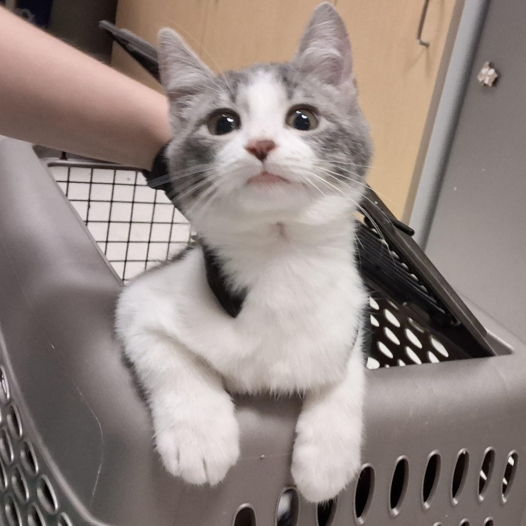 CAM - Domestic Shorthair available for adoption